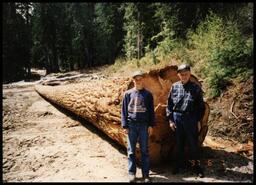 Bryce Byman and Karl Olsson with big fir log on Boulder Mountain