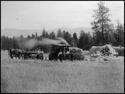 Threshing crew and machinery at work on the harvest at the B.F. Young ranch