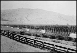 Coldstream Ranch hop fields with chicken coops lining the fence perimeter