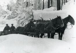 Eric Palmquist and Frank Jackson with horse team on logging road below Cahill Lake, Evans Creek
