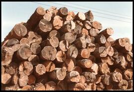 Log pile at Aspen Planers, Quilchena Ave.