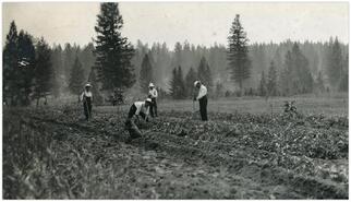 Farm hands hilling potatoes