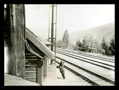 Bear climbing signal light, Taft station