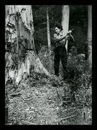 Man chopping tree, unknown location