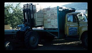 Loading fruit boxes on to truck at Rainsford Ranch, Oyama