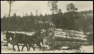    Horse logging  