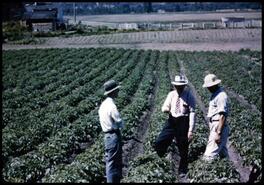 Bulmans' staff inspecting field crops