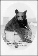 'Biddy' the bear, mascot for the 172nd Battalion Rocky Mountain Rangers at Camp Vernon