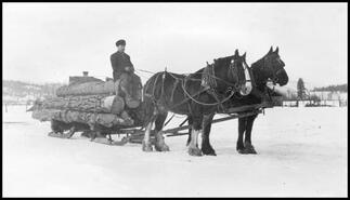 Team and sleigh hauling logs