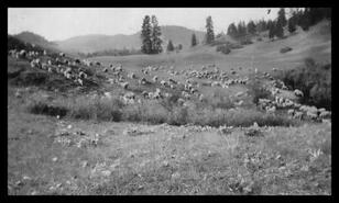 D.C. Crerar sheep ranch,  Commonage or West Ridge