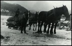 Two unidentified men with horse-drawn sleigh loaded with logs