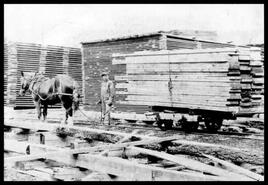 Horse pulling a railcar loaded with lumber in Columbia River Lumber Company mill yard