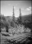 View of orchards and mountains near Nelson, B.C.