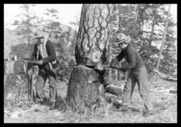 Men cutting down a Ponderosa pine with cross-cut saw, ca. 1915