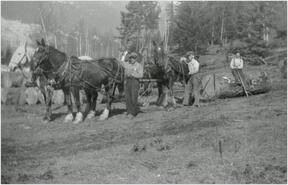 Three men with a team of horses hauling a log