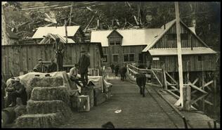 Men and cattle on Anyox waterfront, ca. 1912