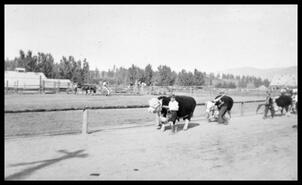 Hereford cattle on parade at Armstrong Fair (Interior Provincial Exhibition)