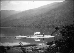 Horse on a raft being taken to Mabel Lake logging camp, 1930s