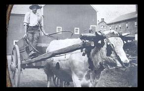 Young man on wagon pulled by cow