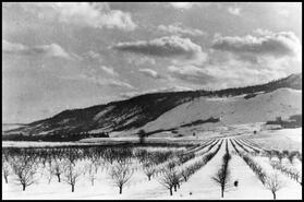 Coldstream Ranch orchard in winter