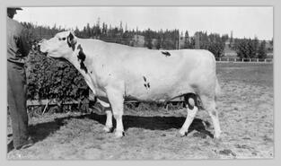 W. Sidney and Ayreshire bull at Interior Provincial Exhibition