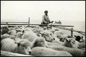Man with a barge of sheep