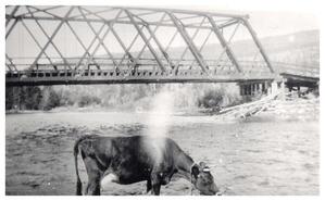 Cow in river in front of steel Gavelin bridge over Nicola River, Lower Nicola