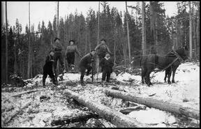 Rothsay Lumber Company bush crew at work