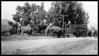 Circus elephants pulling wagons on Schubert Street (now 32 Avenue)
